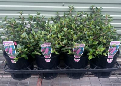 Correa Dusky Bells 140mm