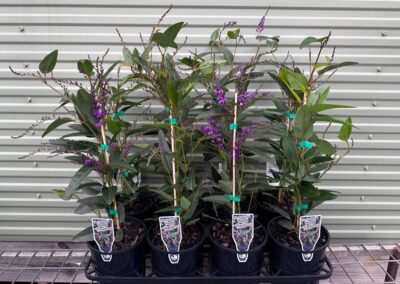 Hardenbergia Happy Wanderer 140mm