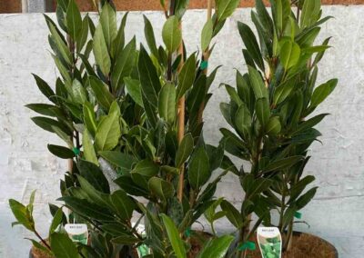 Laurus Nobilis 200mm