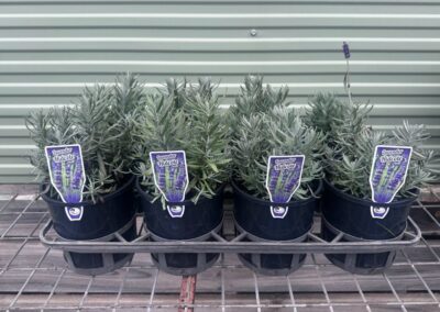 Lavender Hidcote 140mm