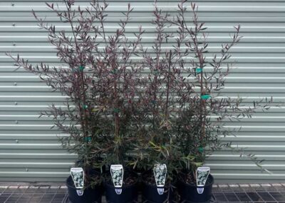 Leptospermum Copper Glow 140mm