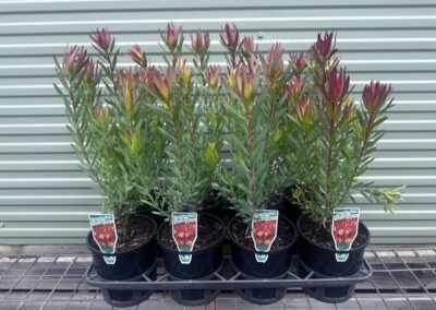 Leucadendron Jack Harre 140mm