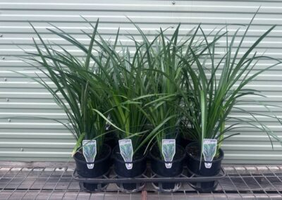 Liriope Evergreen Giant 140mm