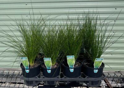 Lomandra Lime Wave 140mm