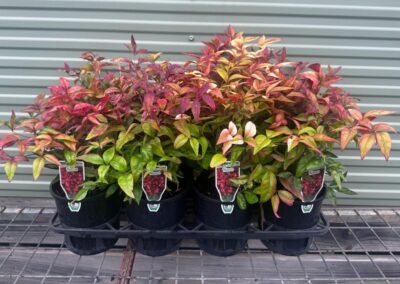 Nandina Domestica Nana 140mm