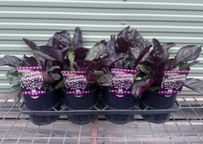 Penstemon Dakota Burgundy 140mm