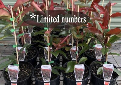 Photinia Red Robin 140mm