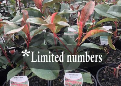 Photinia Robusta 140mm