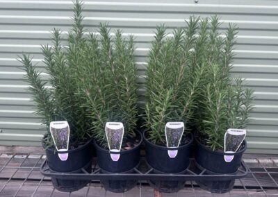 Rosemary Officianalis 140mm