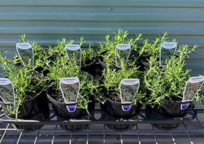 Rosemary Prostrate 140mm