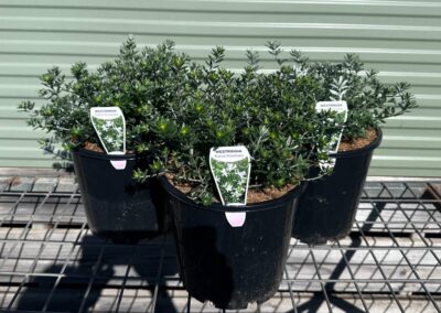 Westringia Fruticosa 200mm