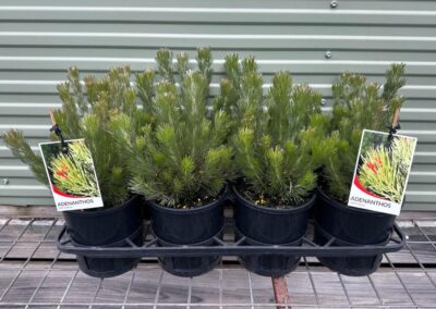 Adenanthos Sericeus 140mm