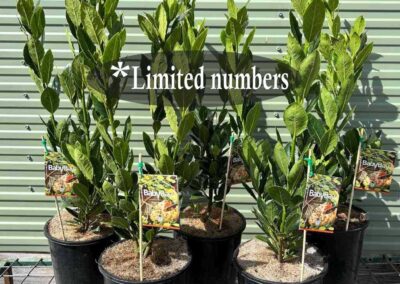 Laurus Baby Bay 200mm