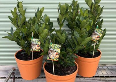 Laurus Baby Bay 270mm