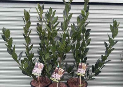 Laurus Flavour Master 200mm