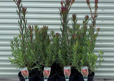 Leucadendron Red Devil 140mm