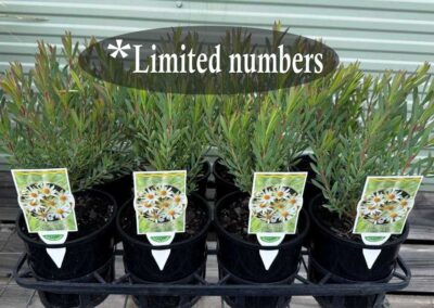 Leucadendron Yellow Devil 140mm