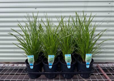 Lomandra Lime Tuff 140mm
