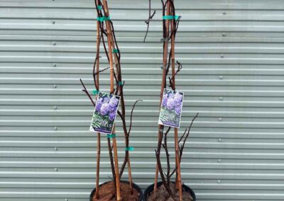 Wisteria Amethyst Falls 200mm