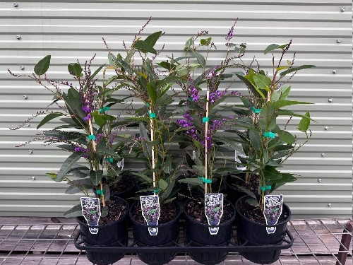 Hardenbergia Happy Wanderer