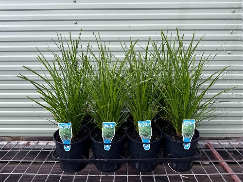 Lomandra Lime Tuff