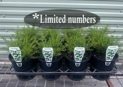 Coleonema White 140mm